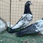 حمام باكستاني. تم البيع تم البيع