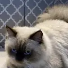 بسه تبني هملايا عيونه زرق ذكر و انثى مع كرت التطعيم