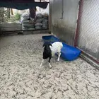 للبيع خرفان بربري دبايح