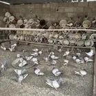 حمام فرنسي وزاجل