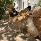 براهما توب فاخر