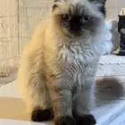 قطه