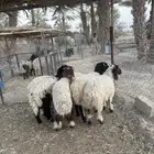 هرافا نعيم