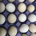 بيض بلدي للبيع