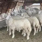 رخال ( تم البيع )