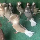 طبات حمام جاكوبين ( تم البيع )