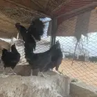 دجاج اندنوسي فاخر.
