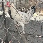 دجاج بلدي تم البيع