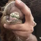 نعيميه والد