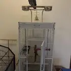 كاسكو افريقي اليف للبيع