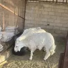 للبيع 4 خرفان طيبات