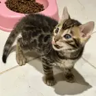 قطط بنغال للبيع مستويات قوية