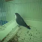 للبيع ذكر روز ازرق حجم ومنتج
