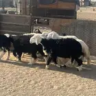 طليان ذبايح وتربيه للبيع