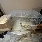 جوز كروان للبيع بالرياض