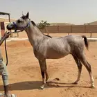 مهر الأب تايتوس ولد ماقنيفيكو والأم ريم اي كي بنت الكسندر