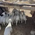 بهم تربيه من شهرين ونص إلى ثلاثة بهم نظيف العدد45 راس