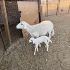 حرية تحتها خروف شرط روم وسلم