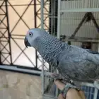 ببغاء كاسكو