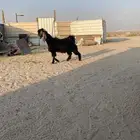 تيس ذبح الظهر طيب