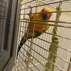 كنيور للبيع