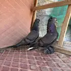 اتراك محاريق