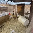 3دجاج وديك للبيع