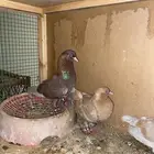 زوج صنعاني مع إنتاجه