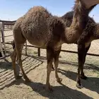 قعود ( تم البيع )