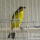 ياسمين موزنبيقي