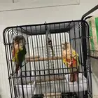 كنيور