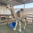 قعود باتلي للبيع سنه وعشره شهور فحل يصلح ذمه وذبح