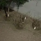 ارانب