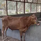 عجل هجين