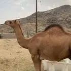قعود مفرود مقفل شحم