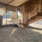 دجاج هجين لوهمان