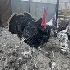 دجاج رومي منتج للبيع
