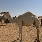 قعود قصب طايش
