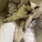 هملايا انثى العمر 6 اشهر نظيف معه مستلزماته الليفه جدا