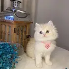 قطط للبيع سكوتش