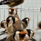 حسون سوري تربية اقفاص