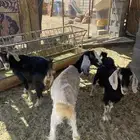 معزي مضريع 7بي فحلهن وا معهن نعجه مضرع