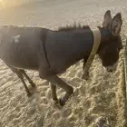 حمار   بلدي للبيع الموقه مكه الجموم