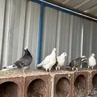 طبات قطايف
