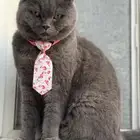 قطط سكوتش