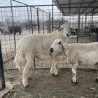 طلي فحل