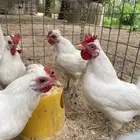 ديوك للبيع