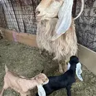 بيع عنز