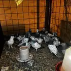 حمام باكستاني فاخر