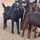 جذعات قبرصي بيور للبيع